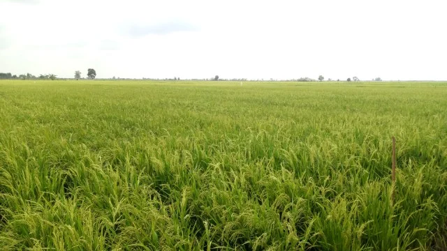 Denda Alih Fungsi Sawah: Pemerintah Siapkan Aturan Tegas!